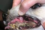 如何保护你的爱尔兰梗狗狗的牙齿（用正确的方法和饮食来维护狗狗的口腔健康）