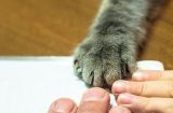 剪猫咪指甲的必备技巧（宠物家长必看，让剪指甲不再是难事！）