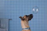 冬季宠物洗澡的注意事项（给狗狗洗澡前必须注意的15个问题）