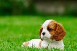 世界上最小的狗——茶杯犬（探秘茶杯犬的身世、特征和饲养方法）