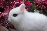 侏儒海棠兔饲养指南（打造健康快乐的迷你宠物——侏儒海棠兔）