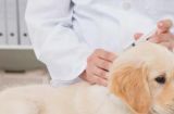 宠物养护必读——狗狗疫苗注射注意事项（为宠物健康着想，定期注射疫苗是关键！）