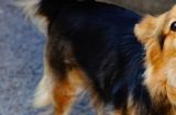 阿富汗猎犬脱毛症的治疗方法（以宠物为主，用专业技术帮助犬只）