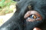 如何预防和治疗樱桃眼？狗狗眼部健康需重视（如何预防和治疗樱桃眼？狗狗眼部健康需重视）