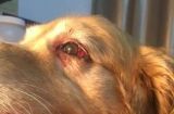 如何发现并处理受伤的宠物狗（紧急情况下的急救措施和专业治疗建议）