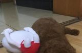 泰迪犬为何喜欢睡地板？（探究泰迪犬喜欢睡地板的原因及应对方法）
