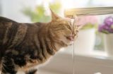 宠物小猫喝脏水的危害及应对方法（保护宠物健康，让小猫远离脏水）