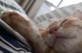如何帮助小猫摆脱不吃东西老是睡觉的困扰（宠物主人必读！掌握这些方法，让你的小猫健康快乐成长）