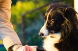 如何训练宠物狗狗坐下和握手？（让你的狗狗成为真正的乖乖宝宝！）