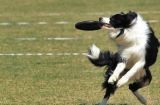 如何训练你的宠物狗接飞盘（宠物狗接飞盘训练的注意事项和技巧）