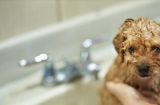 如何给泰迪洗澡——宠物爱好者必备技能（掌握科学洗澡方法，让你的泰迪更健康、更舒适）