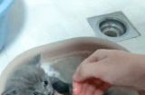 猫咪洗澡全指南（详细步骤教你为宠物猫洗澡，让它健康干净舒适）