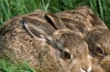美国黄褐色家兔的饲养全指南（从选购到日常护理，一篇文章教你如何养好美国黄褐色家兔）