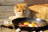 探究猫咪吃鸡蛋黄的益处（从营养、皮毛到免疫力，这里全都有！）