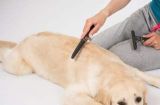如何正确梳理宠物狗的毛发（专业技巧与注意事项，助你轻松美容你的爱犬）