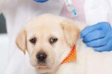 狗狗打完疫苗后吐了拉肚子的原因和应对方法（疫苗接种后出现的不适症状及如何给宠物提供舒适的护理）