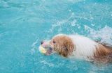用玩具训练狗狗游泳的技巧（以宠物为主，轻松让你的狗狗学会游泳）