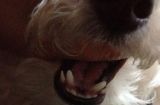 如何照顾一个月大狗狗的牙齿（从营养、清洁到训练，全面呵护你家宠物的口腔健康）