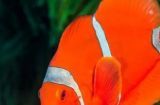 透红小丑鱼的饲养全指南（了解这些，让你的小丑鱼健康茁壮成长）
