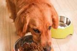 如何科学喂养3个月金毛幼犬？（每天喂多少狗粮最合适？）