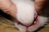 猫咪牙断了，怎么办？（应对猫咪牙断露牙髓的有效方法）