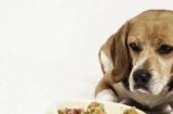 宠物狗为什么会出现想吐拉肚子的情况？（了解狗狗想吐拉肚子的原因和应对方法）