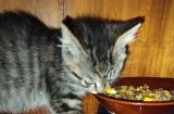 初养小猫，如何科学喂食？（2个月大的小猫应该吃多少猫粮？宠物养护新手必备！）