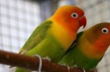 马达加斯加爱情鸟饲养方法（如何饲养马达加斯加爱情鸟，让它们健康成长？）