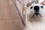 如何正确给萨摩耶犬洗澡？（萨摩耶犬洗澡的注意事项及步骤）