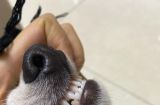 宠物保健——如何保护狗狗的牙齿（有效的牙齿护理，让宠物远离口腔疾病）