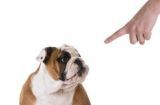 让你的爱犬更加听话的有效方法（通过训练和关怀，让你的狗狗成为更好的伙伴）