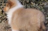 喜乐蒂犬的毛色魅力（探究喜乐蒂犬多样化的外貌特征与毛色）