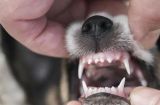 小狗长双排牙的处理方法（如何为宠物处理双排牙？）