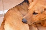 如何预防狗狗常见病（宠物犬健康的必修课，掌握这些技能再也不怕它生病了！）