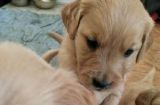如何挑选优质的金毛幼犬（以宠物为主，从品种、健康、性格等方面分析如何选购金毛幼犬）