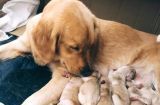 怀孕母狗的照料及注意事项（了解母狗怀孕的周期和需要注意的细节，让你的宠物怀孕顺利、健康）