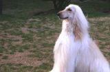 探秘阿富汗猎犬的多彩外貌（以色彩之美见长，颜色变幻莫测）