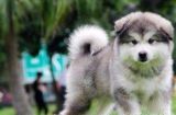 如何挑选合适的阿拉斯加幼犬作为宠物？（以性格、健康和外貌为标准，选出最优秀的阿拉斯加幼犬）