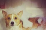 如何给柯基狗狗洗澡？（掌握这些技巧，让你的宠物更健康）