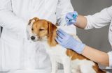 带狗狗接种疫苗，做好宠物保健（宠物的健康离不开疫苗接种，关注这些要点让它更健康）