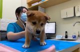 狗狗接种疫苗注意事项（为宠物的健康着想，这些事项必须知道）