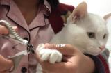 如何给宠物猫咪剪指甲（掌握这些技巧，让剪指甲不再成为难题）
