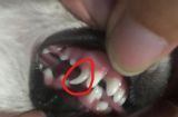 博美犬的牙齿与趾甲护理（如何做好宠物博美的口腔与爪子保养）