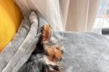 小狗狗如何规律入眠？（打造良好的睡眠环境）