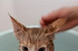 用铲屎官的沐浴露洗澡，让你的猫咪更健康（以宠物为主，推荐最适合的沐浴露使用方法）