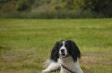 英国史宾格犬的身体状况探究（从饮食、运动到疾病，了解宠物健康关键）