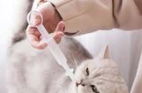 宠物疫苗接种是否会影响猫咪的健康？（猫咪接种疫苗的必要性和注意事项）