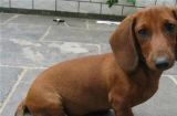 了解腊肠犬的品种标准（宠物腊肠犬的完美体型、毛发、颜色和性格特点）