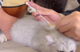 猫咪的第一针疫苗，什么时候打？（宠物养护小百科，防疫知识你知多少？）
