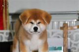 探秘秋田犬（从品种特点到养护技巧，打造完美宠物生活）